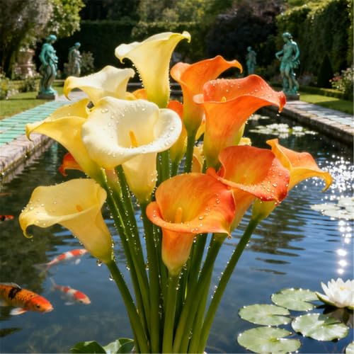 Seltene Calla/Calla-Knolle/Zierpflanze für kalte Temperaturen/Hochzeit/Zimmerpflanze/Garten/Dekoration-4 PCS-E Seltene Calla/Calla-Knolle/Zierpflanze für kalte Temperaturen/Hochzeit/Zimmerpflanze/Garten/Dekoration-4 PCS-E von BJYaWFR