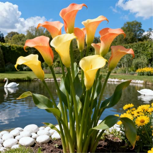 Seltene Calla/Calla-Knolle/Zierpflanze für kalte Temperaturen/Hochzeit/Zimmerpflanze/Garten/Dekoration-6 PCS-J Seltene Calla/Calla-Knolle/Zierpflanze für kalte Temperaturen/Hochzeit/Zimmerpflanze/Garten/Dekoration-6 PCS-J von BJYaWFR