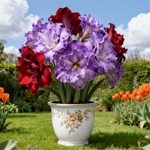 Überraschend schnell wachsende/seltene/winterharte/winterharte mehrjährige/Zier-Amaryllis-A-1 PCS von BJYaWFR