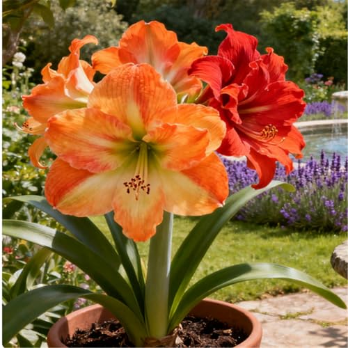 Überraschend schnell wachsende/seltene/winterharte/winterharte mehrjährige/Zier-Amaryllis-B-3 PCS von BJYaWFR