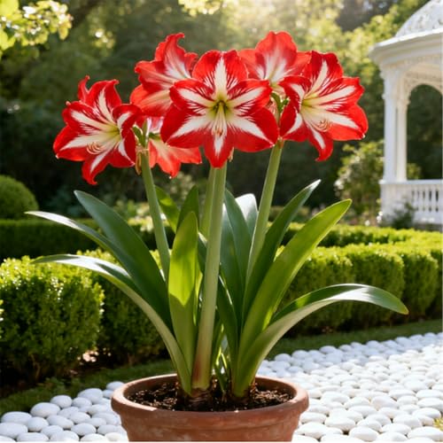 Überraschend schnell wachsende/seltene/winterharte/winterharte mehrjährige/Zier-Amaryllis-D-1 PCS von BJYaWFR