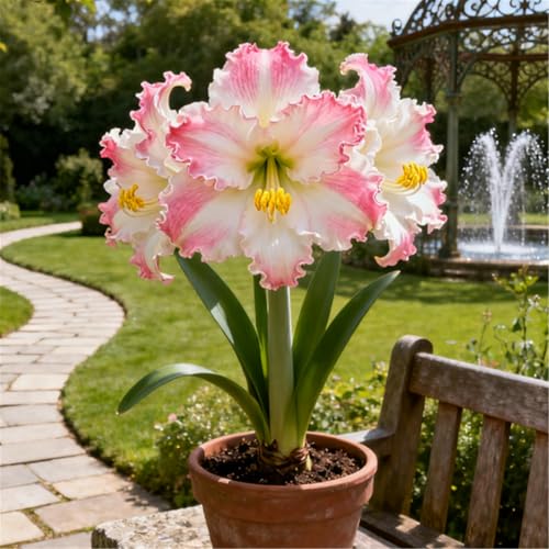 Überraschend schnell wachsende/seltene/winterharte/winterharte mehrjährige/Zier-Amaryllis-F-4 PCS von BJYaWFR