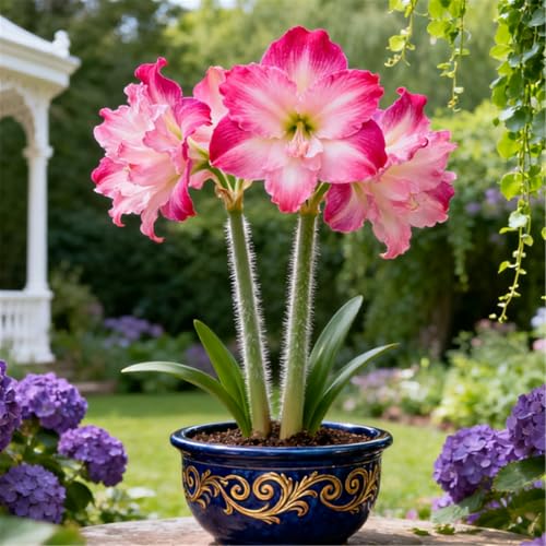 Überraschend schnell wachsende/seltene Amaryllis/winterharte/kältebeständige mehrjährige Zier-Amaryllis/ganzjährig-A-3 PCS von BJYaWFR