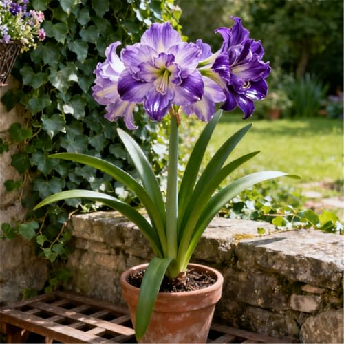 Überraschend schnell wachsende/seltene Amaryllis/winterharte/kältebeständige mehrjährige Zier-Amaryllis/ganzjährig-B-1 PCS von BJYaWFR