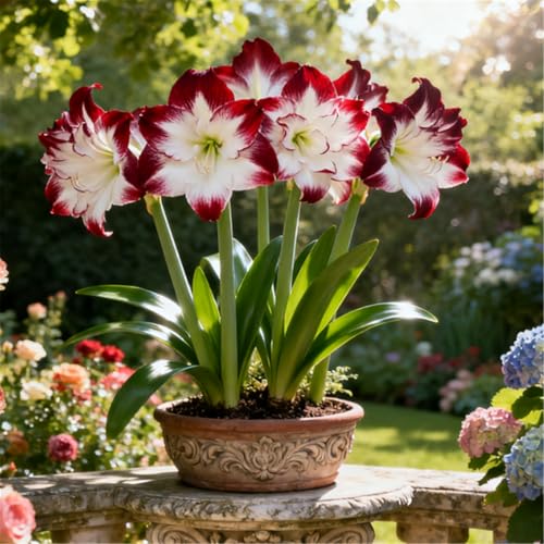 Überraschend schnell wachsende/seltene Amaryllis/winterharte/kältebeständige mehrjährige Zier-Amaryllis/ganzjährig-C-2 PCS von BJYaWFR