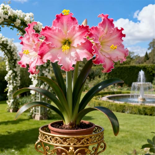 Überraschend schnell wachsende/seltene Amaryllis/winterharte/kältebeständige mehrjährige Zier-Amaryllis/ganzjährig-D-4 PCS von BJYaWFR