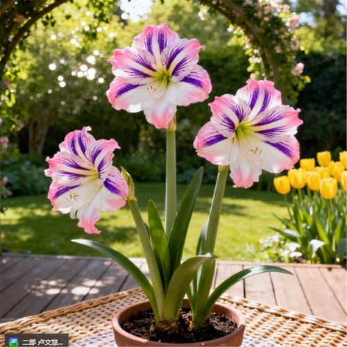 Überraschend schnell wachsende/seltene Amaryllis/winterharte/kältebeständige mehrjährige Zier-Amaryllis/ganzjährig-E-5PCS von BJYaWFR