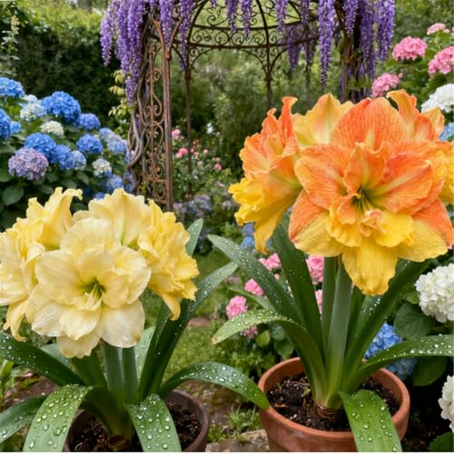Überraschend schnell wachsende/seltene Amaryllis/winterharte/kältebeständige mehrjährige Zier-Amaryllis/ganzjährig-H-3 PCS von BJYaWFR