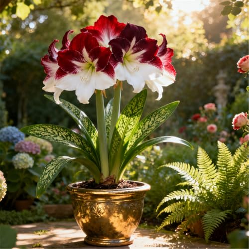 Überraschend schnell wachsende/seltene Amaryllis/winterharte/kältebeständige mehrjährige Zier-Amaryllis/ganzjährig-I-1 PCS von BJYaWFR
