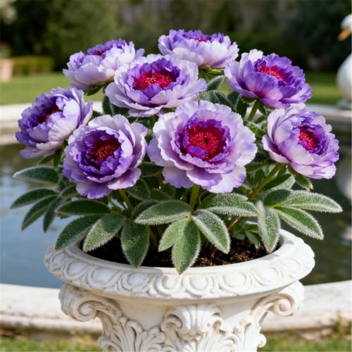 Winterharte Pfingstrosenzwiebeln/Seltene gefüllte Pfingstrosen/Gartenbepflanzung/Schnittblumen/Blumenarrangements/Hochzeitsdekoration-3 PCS-E von BJYaWFR