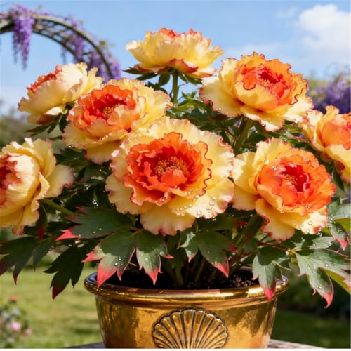 Winterharte Pfingstrosenzwiebeln/Seltene gefüllte Pfingstrosen/Gartenbepflanzung/Schnittblumen/Blumenarrangements/Hochzeitsdekoration-3 PCS-F von BJYaWFR