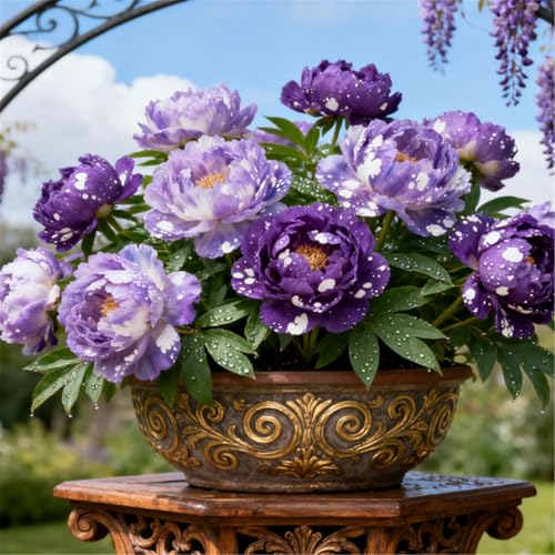 Winterharte Pfingstrosenzwiebeln/Seltene gefüllte Pfingstrosen/Gartenbepflanzung/Schnittblumen/Schnittblumen/Hochzeitsdekoration-3 PCS-F von BJYaWFR