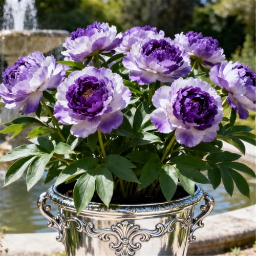 Winterharte Pfingstrosenzwiebeln/Seltene gefüllte Pfingstrosen/Gartenbepflanzung/Schnittblumen/Schnittblumen/Hochzeitsdekoration-3 PCS-H von BJYaWFR