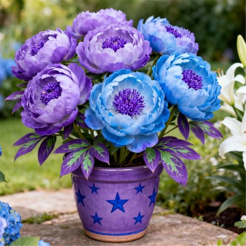 Wunderschöne/Mehrjährige/Winterharte Pfingstrosenknollen/Seltene Pfingstrosen/Gartendekoration/Jetzt bepflanzen/Schnittblume-2 PCS-F von BJYaWFR