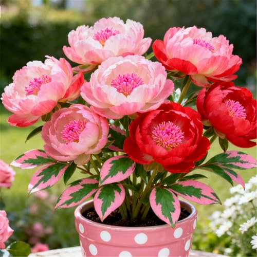 Wunderschöne und edle/Pfingstrosenknollen/Seltene Pfingstrosen-Rhizome/Mehrjährig/Winterhart/Gartenarbeit-3 PCS-F von BJYaWFR