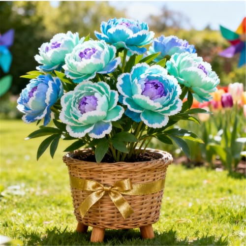 Wunderschöne und edle/Winterharte Pfingstrosen/Seltene Pfingstrosen-Rhizome/Gartendekoration/Winterhart/Gartenarbeit-2 PCS-H von BJYaWFR