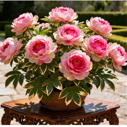 Wunderschöne und edle/Winterharte Pfingstrosen/Seltene Pfingstrosen-Rhizome/Gartendekoration/Winterhart/Gartenarbeit-3 PCS-D von BJYaWFR