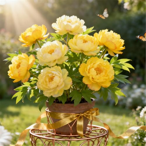 Wunderschöne und edle/Winterharte mehrjährige Pfingstrosen/Seltene Pfingstrosen-Rhizome/Gartendekoration/Winterhart/Gartenarbeit-3 PCS-A von BJYaWFR