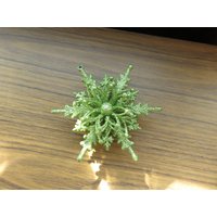 Grüne Kunststoff Schneeflocke Glitter Glas Christbaumschmuck von BLINKIEWELLSVINTAGE