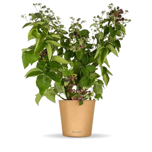 Bloomify® Bio Brombeere "Bernd" | 60-80 cm hohe ertragreiche Brombeeren Pflanze | winterhart und pflegeleicht | leckere Früchte für Garten oder Kübel | selbstbestäubend von BLOOMIFY