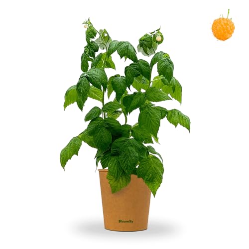 Bloomify® Bio Gelbe Himbeerpflanze "Heinz" | 40 bis 60 cm großer ertragreicher gelber Himbeerstrauch | winterharte und pflegeleichte Himbeere für Garten oder Topf | besonders süße, leckere Früchte von BLOOMIFY
