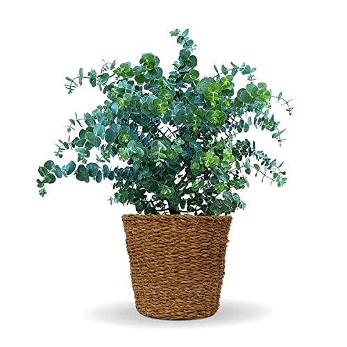 Bloomify® Eukalyptus Pflanze "Eugen" mit Übertopf aus Seegras | 30 bis 60 cm großer winterharter Eucalyptus | pflegeleichte, echte Eukalyptuspflanze für Balkon, Terasse oder Garten | toller Duft von BLOOMIFY