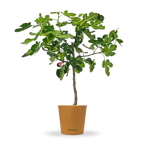 Bloomify® Feigenbaum "Flavio" | 90 bis 120 cm großer winterharter Feigenbaum | ertragreiche und pflegeleichte Feige für Garten oder Topf | besonders süße, leckere Früchte von BLOOMIFY