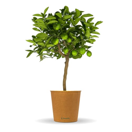 Bloomify® Limettenbaum "Lili" | 70 bis 100 cm großes selbstbefruchtendes Limettenbäumchen | pflegeleichte Limette für für Topf oder Kübel | schöne Blüten, aromatische Früchte von BLOOMIFY