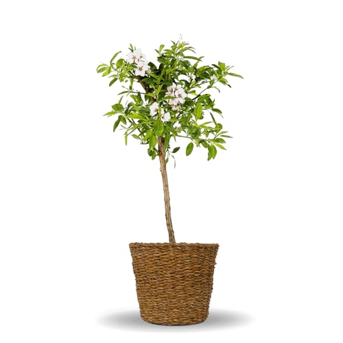 Bloomify® Mandelbaum "Manolo" mit Übertopf aus Seegras | 70 bis 90 cm großes winterhartes Mandelbäumchen | pflegeleichte Mandel für Garten oder Topf | schöne Blüten, selbstbestäubend von BLOOMIFY