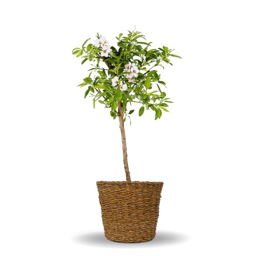 Bloomify® Mandelbaum "Manolo" mit Übertopf aus Seegras | 70 bis 100 cm großer winterhartes Mandelbäumchen | pflegeleichte Mandel für Garten oder Topf | schöne Blüten, selbstbestäubend von BLOOMIFY