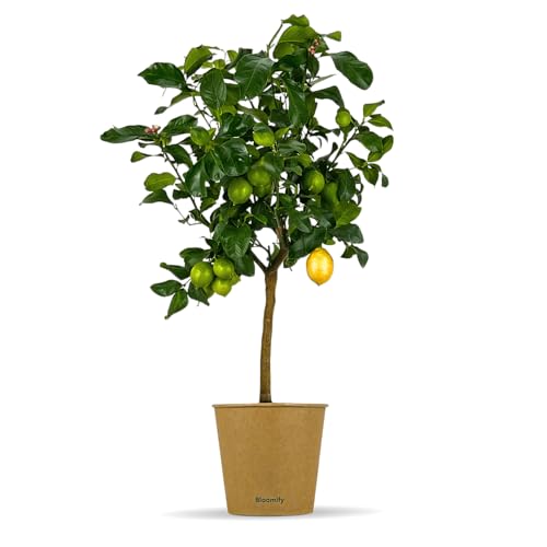 Bloomify® Zitronenbaum “Zeus” | 80 bis 110 cm | Fruchtreife Zitrone perfekt für Terasse und Balkon | veredeltes Zitronenbäumchen | echte Zitruspflanze | Citrus Limon | Lemon Tree von BLOOMIFY