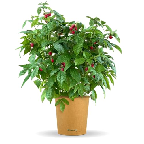 Bloomify® rote Bio Balkon-Himbeerpflanze "Heidi" | 40 bis 60 cm großer ertragreicher Himbeerstrauch | winterharte und pflegeleichte Himbeere für Balkon oder Terasse | süße, leckere Früchte von BLOOMIFY