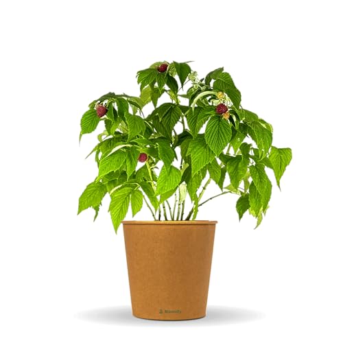 Bloomify® rote Bio Himbeerpflanze "Hilda" | 40 bis 60 cm großer ertragreicher Himbeerstrauch | winterharte und pflegeleichte Himbeere für Garten oder Topf | besonders süße, leckere Früchte von BLOOMIFY