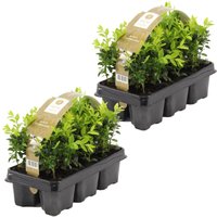 12er Set - Buxus Sempervirens - Buchsbaum - Heckenpflanzen Winterhart - Gartenpflanze - Höhe 15-20 cm - Topf 9 cm - Bloomique von BLOOMIQUE