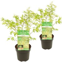 Bloomique - 2er-Set - Acer Palmatum Butterfly - Japanischer Ahorn - Buntes Laub - Gartenpflanzen - Winterhart - 40-50 cm Hoch - Topf 15 cm von BLOOMIQUE