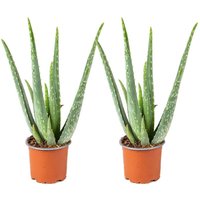 2er Set - Aloe Vera Pflanze - Zimmerpflanzen - Sukkulenten - Sehr Pflegeleicht - Höhe 25-35 cm - Topf 10,5 cm - Bloomique von BLOOMIQUE