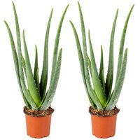 2er Set - Aloe Vera Pflanze - Zimmerpflanzen - Sukkulenten - Sehr Pflegeleicht - Höhe 35-45 cm - Topf 12 cm - Bloomique von BLOOMIQUE