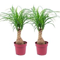 Bloomique - 2er Set - Beaucarnea Recurvata - Elefantenfuß - Zimmerpflanzen - Sehr Pflegeleicht - Luftreinigend - Höhe 30-40 cm - Topf 12 cm Bloomique - 2er Set - Beaucarnea Recurvata - Elefantenfuß - Zimmerpflanzen - Sehr Pflegeleicht - Luftreinigend - Höhe 30-40 cm - Topf 12 cm von BLOOMIQUE