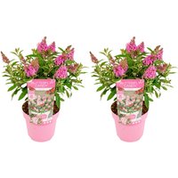 2er-Set - Buddleja Butterfly Little Pink - Schmetterlingsflieder - Gartenpflanzen - Winterhart - 30-40 cm Hoch - Topf 19 cm - Bloomique von BLOOMIQUE