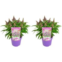 2er-Set - Buddleja Butterfly Little Purple - Schmetterlingsflieder - Gartenpflanzen - Winterhart - 30-40 cm Hoch - Topf 19 cm - Bloomique von BLOOMIQUE