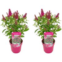 2er-Set - Buddleja Butterfly Little Ruby - Schmetterlingsflieder - Gartenpflanzen - Winterhart - 30-40 cm Hoch - Topf 19 cm - Bloomique von BLOOMIQUE
