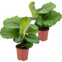 Bloomique - 2er Set - Calathea Orbifolia - Korbmarante -Zimmerpflanzen - Pflegeleicht - Luftreinigend - Haustierfreundlich - Höhe 40-50 cm - Topf 14 von BLOOMIQUE