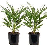 2er Set - Chamaerops Humilis - Europäische Zwergpalme - Palmen Winterhart Draußen - Höhe 60-70 cm - Topf 19 cm - Bloomique von BLOOMIQUE