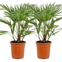 Bloomique - 2er Set - Chamaerops Humilis - Europäische Zwergpalme - Palmen Winterhart Draußen - Höhe 60-70 cm - Topf 21 cm von BLOOMIQUE