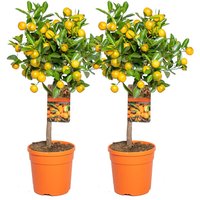 2er-Set - Citrus Calamondin - Zimmerorange - Zitrusbaum - Obstbaum - Gartenpflanzen - 50-70 cm Hoch - Topf 19 cm - Bloomique von BLOOMIQUE
