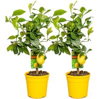 2er-Set - Citrus Limon - Zitrone - Zitronenbaum - Zitrusbaum - Obstbaum - Gartenpflanzen - 50-70 cm Hoch - Topf 19 cm - Bloomique 2er-Set - Citrus Limon - Zitrone - Zitronenbaum - Zitrusbaum - Obstbaum - Gartenpflanzen - 50-70 cm Hoch - Topf 19 cm - Bloomique von BLOOMIQUE
