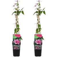 2er-Set - Clematis Hagley Hybrid - Waldrebe - Rosa - Kletterpflanzen - Gartenpflanzen - Winterhart - Topf 15 cm - 70-80 cm hoch - Bloomique von BLOOMIQUE