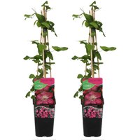 2er-Set - Clematis Ville de Lyon - Waldrebe - Dunkelrosa - Kletterpflanzen - Gartenpflanzen - Winterhart - Topf 15 cm - 70-80 cm hoch - Bloomique 2er-Set - Clematis Ville de Lyon - Waldrebe - Dunkelrosa - Kletterpflanzen - Gartenpflanzen - Winterhart - Topf 15 cm - 70-80 cm hoch - Bloomique von BLOOMIQUE