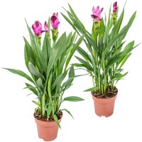 2er Set - Curcuma Siam - Kurkuma Pflanze - Siamesische Tulpe - Blühende Zimmerpflanzen - Luftreinigend - Höhe 50-60 cm - Topf 14 cm - Bloomique von BLOOMIQUE