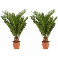2er Set - Cycas Revoluta - Palmfarn - Sagopalme - Palme - Sehr Pflegeleicht - Höhe 40-50 cm - Topf 15 cm - Bloomique von BLOOMIQUE